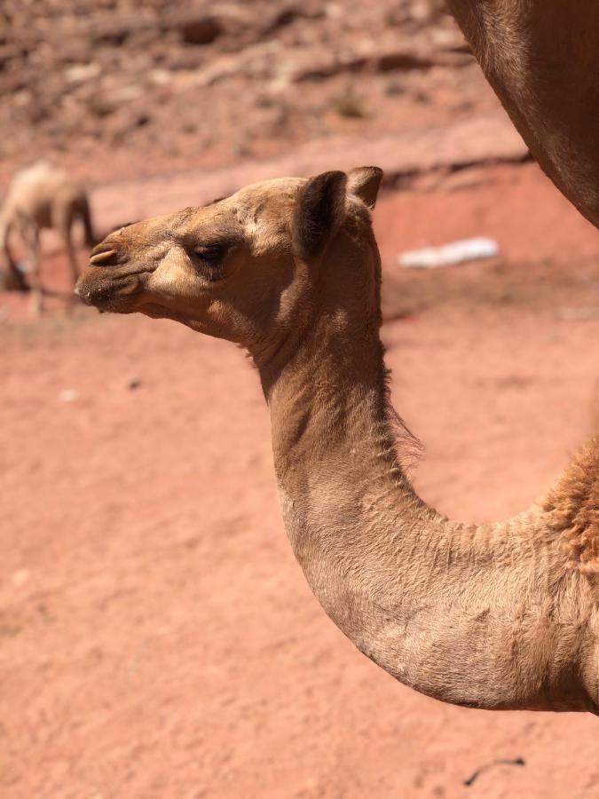 Rum Desert Princess Camp Wadi Rum Eksteriør bilde